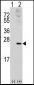 RAC1 Antibody (S71)